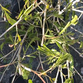 Photo of the plant species Common Honeylocust by @FunGray82 named Nithin on Greg, the plant care app