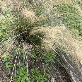 Photo of the plant species Muhly Grass by @HonestPigfern47 named Huckleberry Fern on Greg, the plant care app