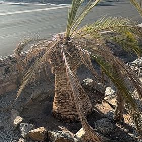 Photo of the plant species Date Palm by @HumbleCarrot43 named Sol on Greg, the plant care app