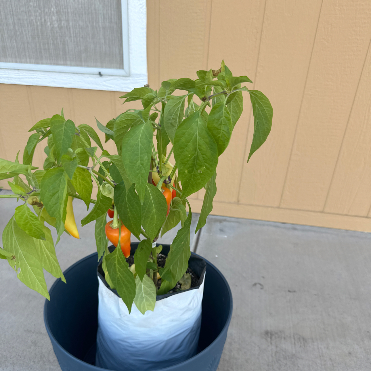 Photo of the plant species Guero Chili by @HumbleCarrot43 named Eva on Greg, the plant care app