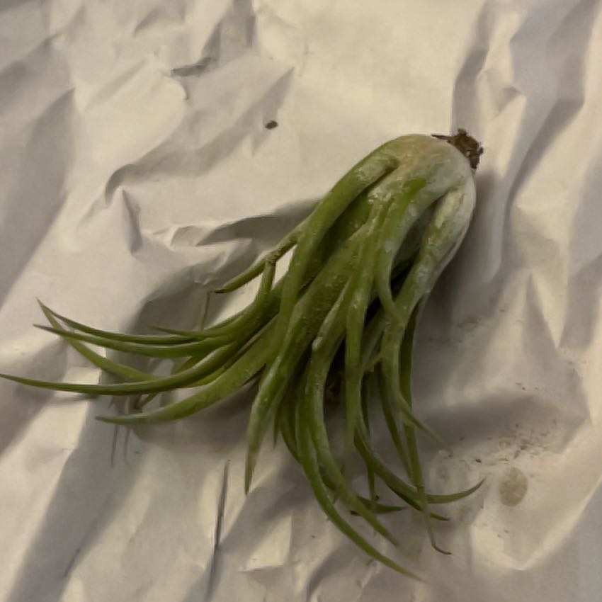 Photo of the plant species Green Sea Fingers by @NewCactus43 named Gobi on Greg, the plant care app