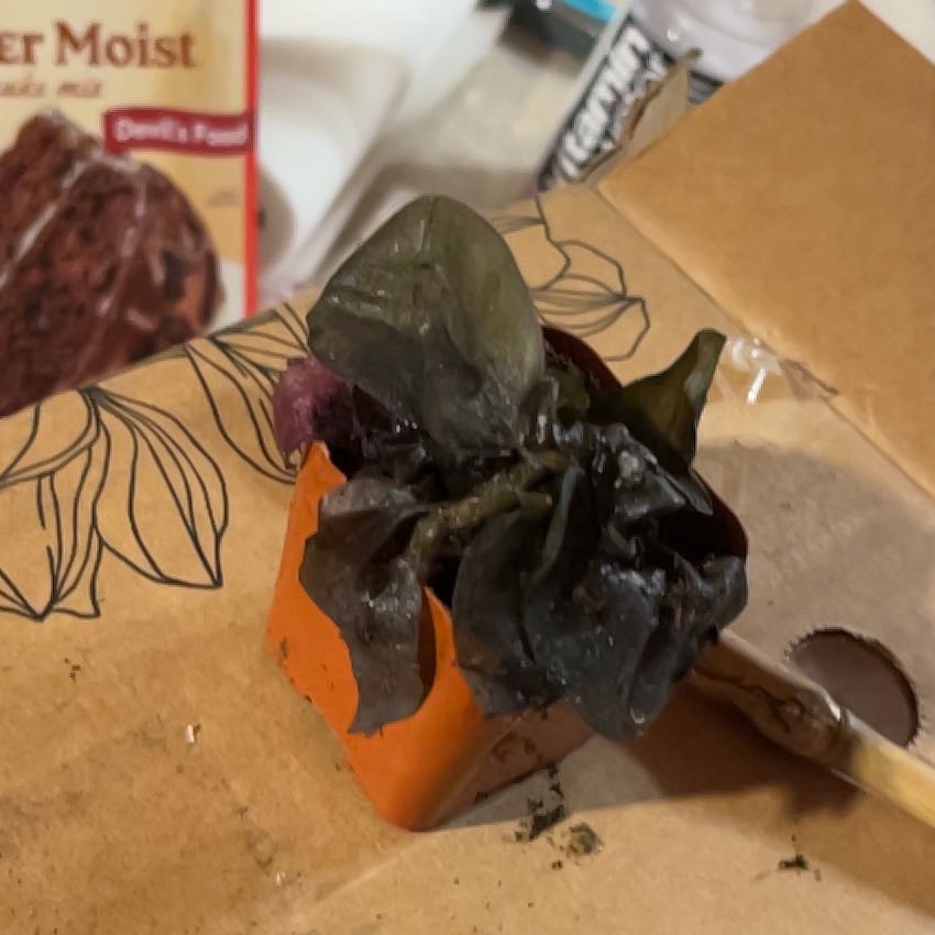 Photo of the plant species Trapa Natans by @NewCactus43 named Kardashian on Greg, the plant care app