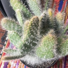 Photo of the plant species Opuntia 'Snow Cactus' by @TrueKowhai65 named Maya on Greg, the plant care app
