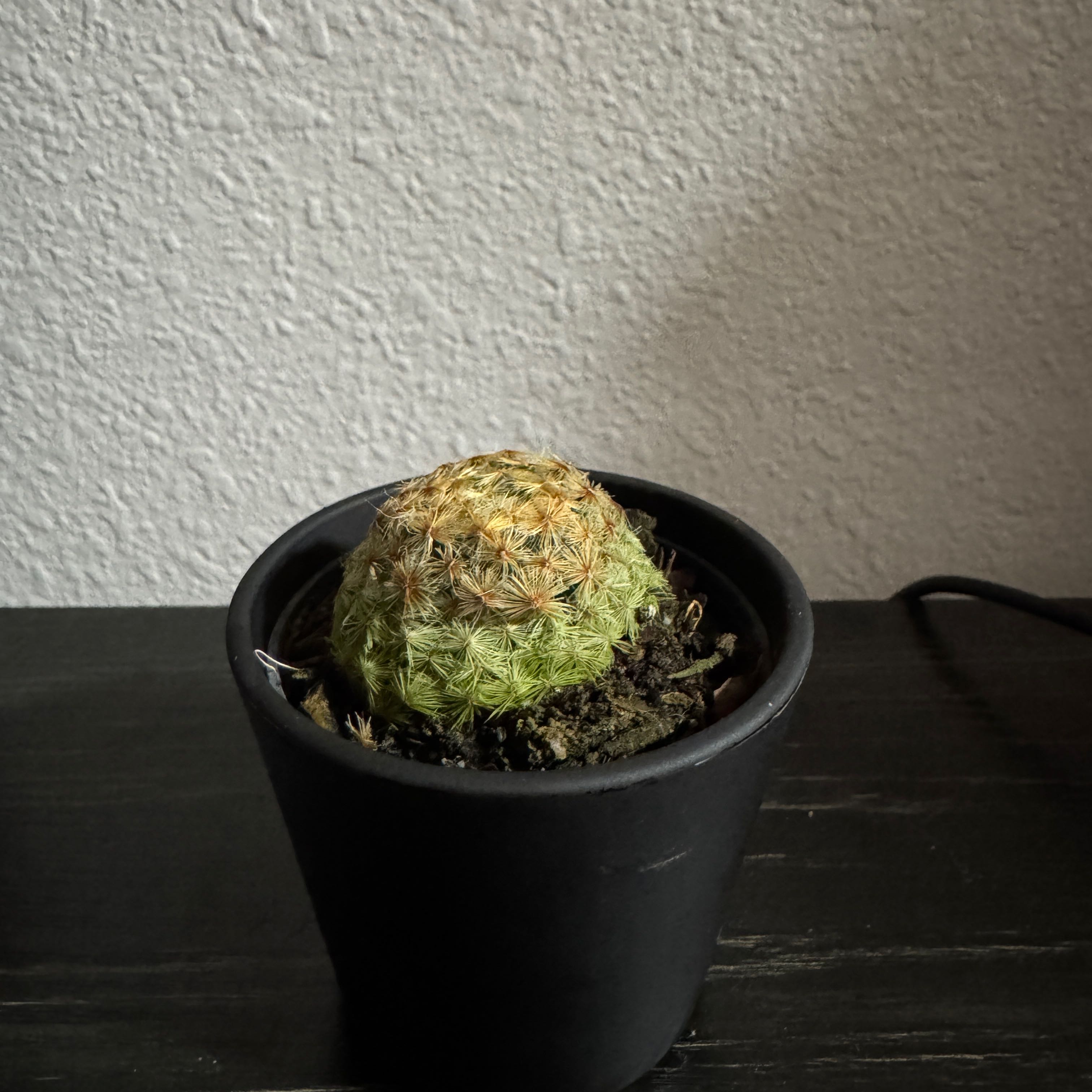 Plant care for feather cactus on Greg, the plant care app