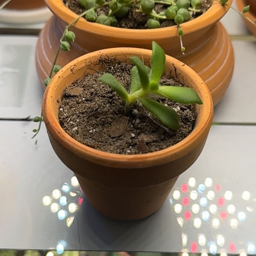 Photo of the plant species Anacampseros 'Sunrise' by @IdolizedOakmoss named Skippy on Greg, the plant care app