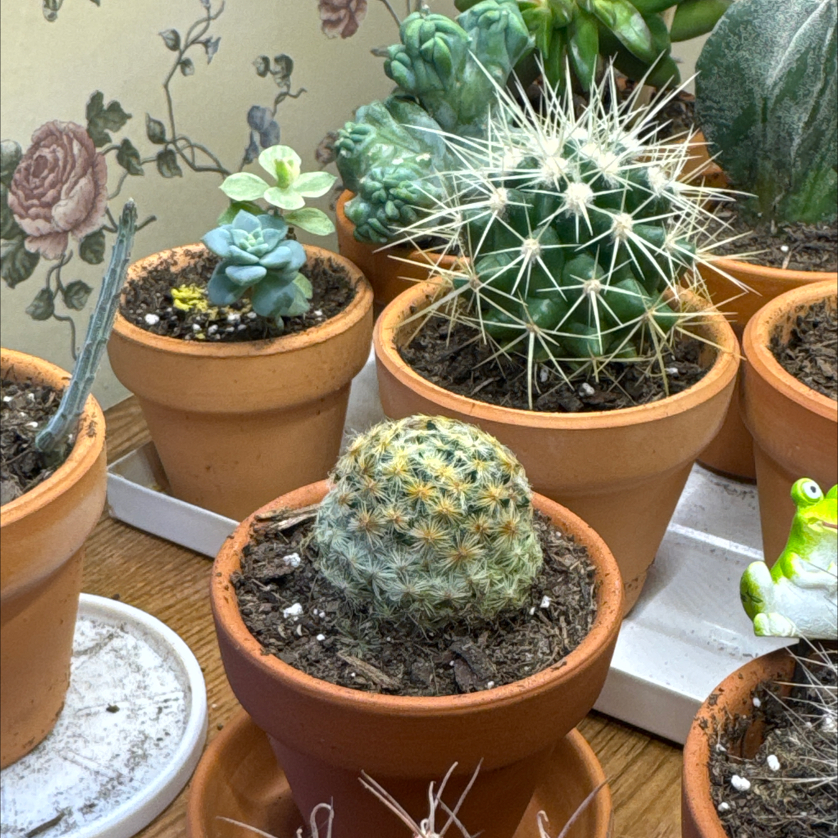 Photo of the plant species Mammilaria schideana by @IdolizedOakmoss named Osmo on Greg, the plant care app
