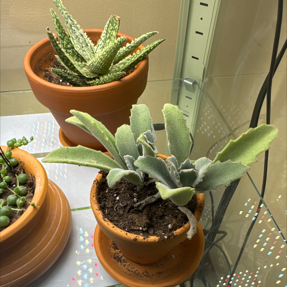 Photo of the plant species Kalanchoe 'Behartii' by @IdolizedOakmoss named Terra on Greg, the plant care app