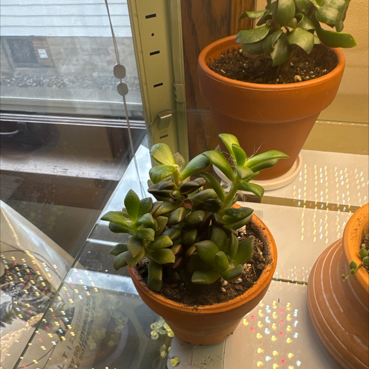 Photo of the plant species Sunrise by @IdolizedOakmoss named Bigleef Smalls on Greg, the plant care app