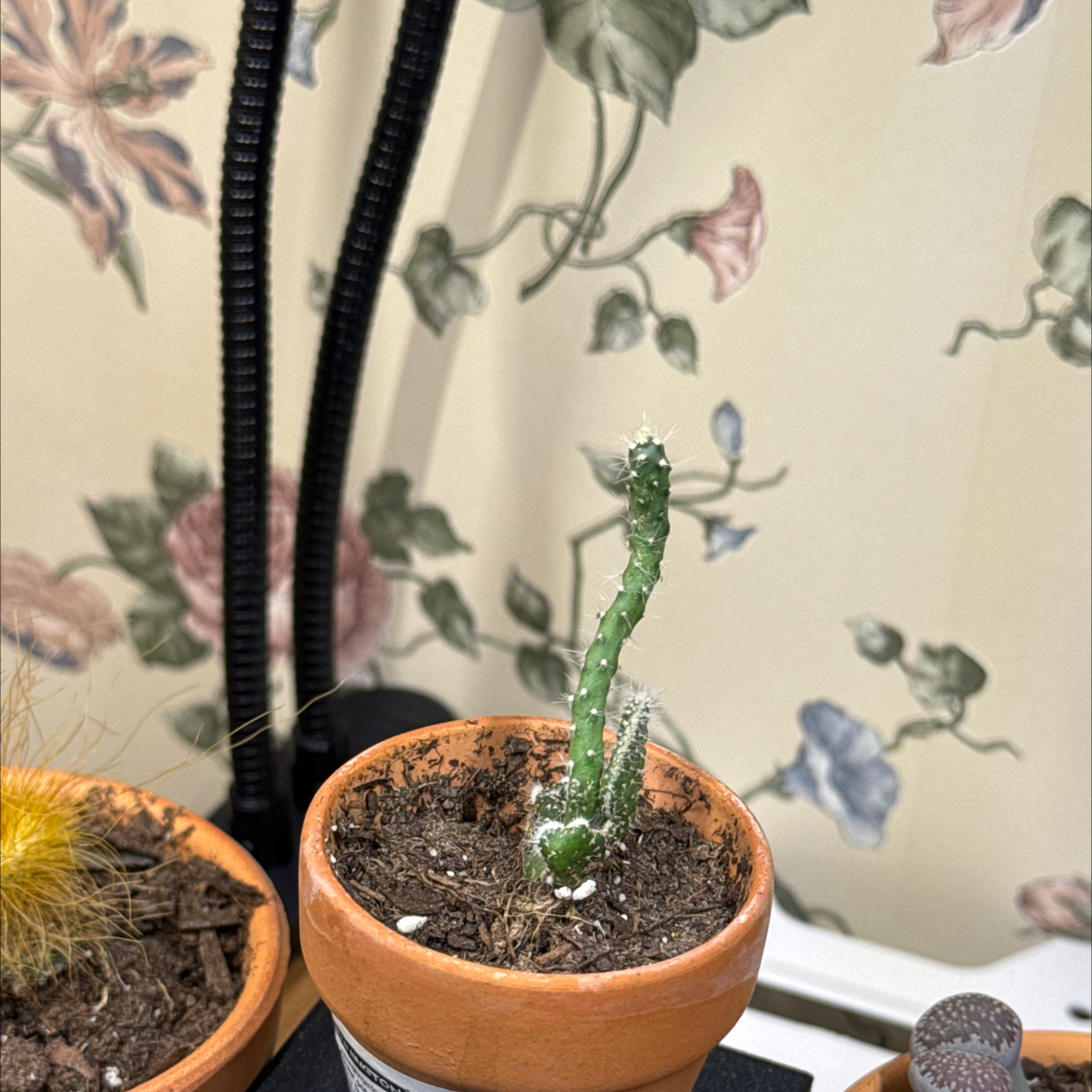 Photo of the plant species Tuna Cristata by @IdolizedOakmoss named Steve on Greg, the plant care app