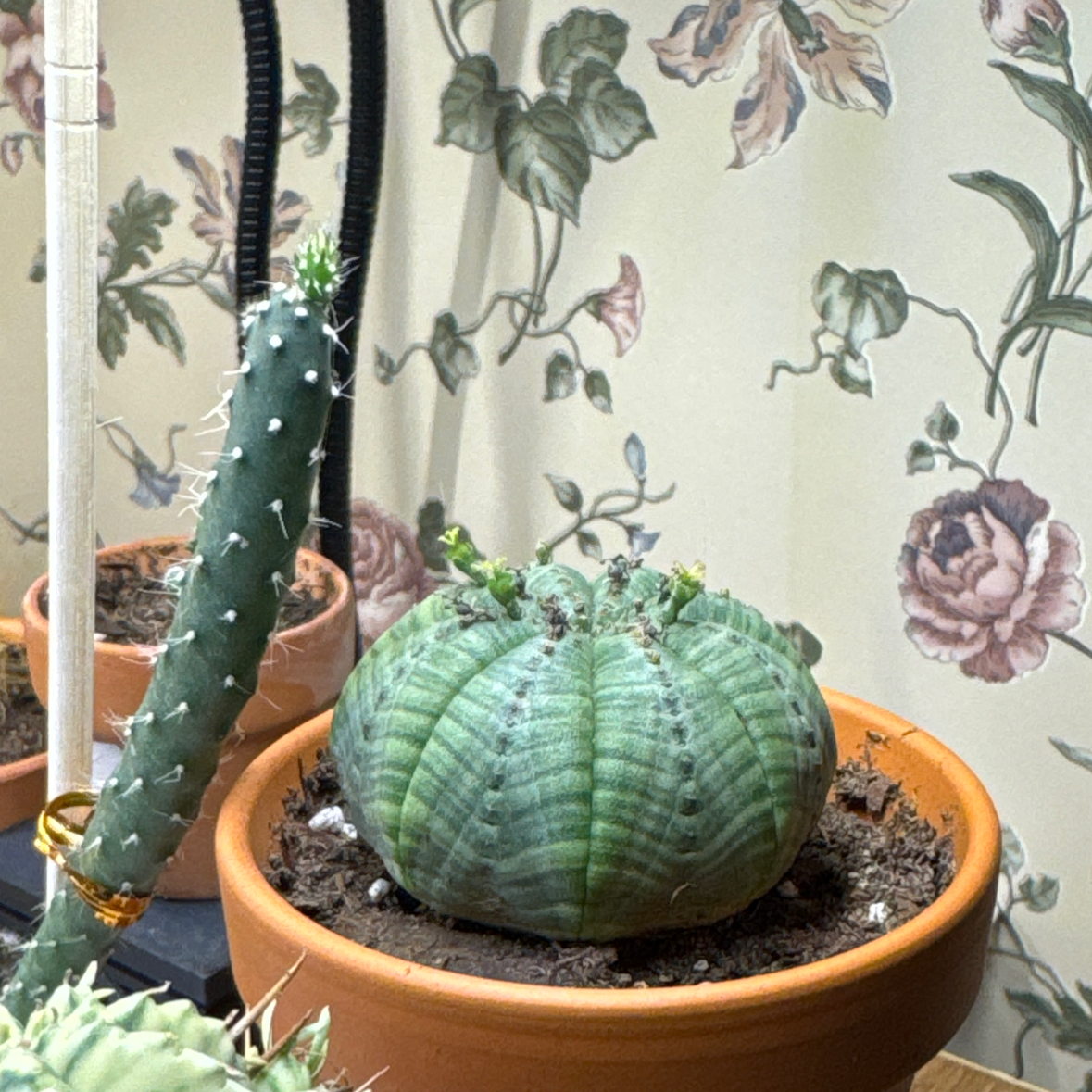 Photo of the plant species Baseball Plant by @IdolizedOakmoss named Luther on Greg, the plant care app