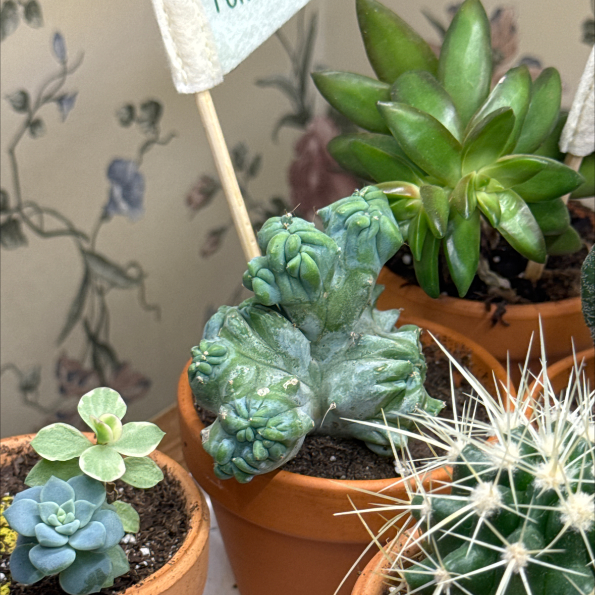 Photo of the plant species Crested Myrtillocactus by @IdolizedOakmoss named Duke on Greg, the plant care app