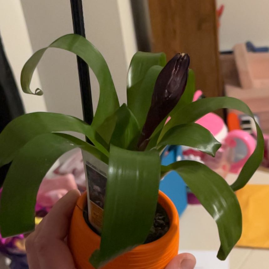 Photo of the plant species King of the Bromeliads by @FreeTigerfern37 named Mando on Greg, the plant care app