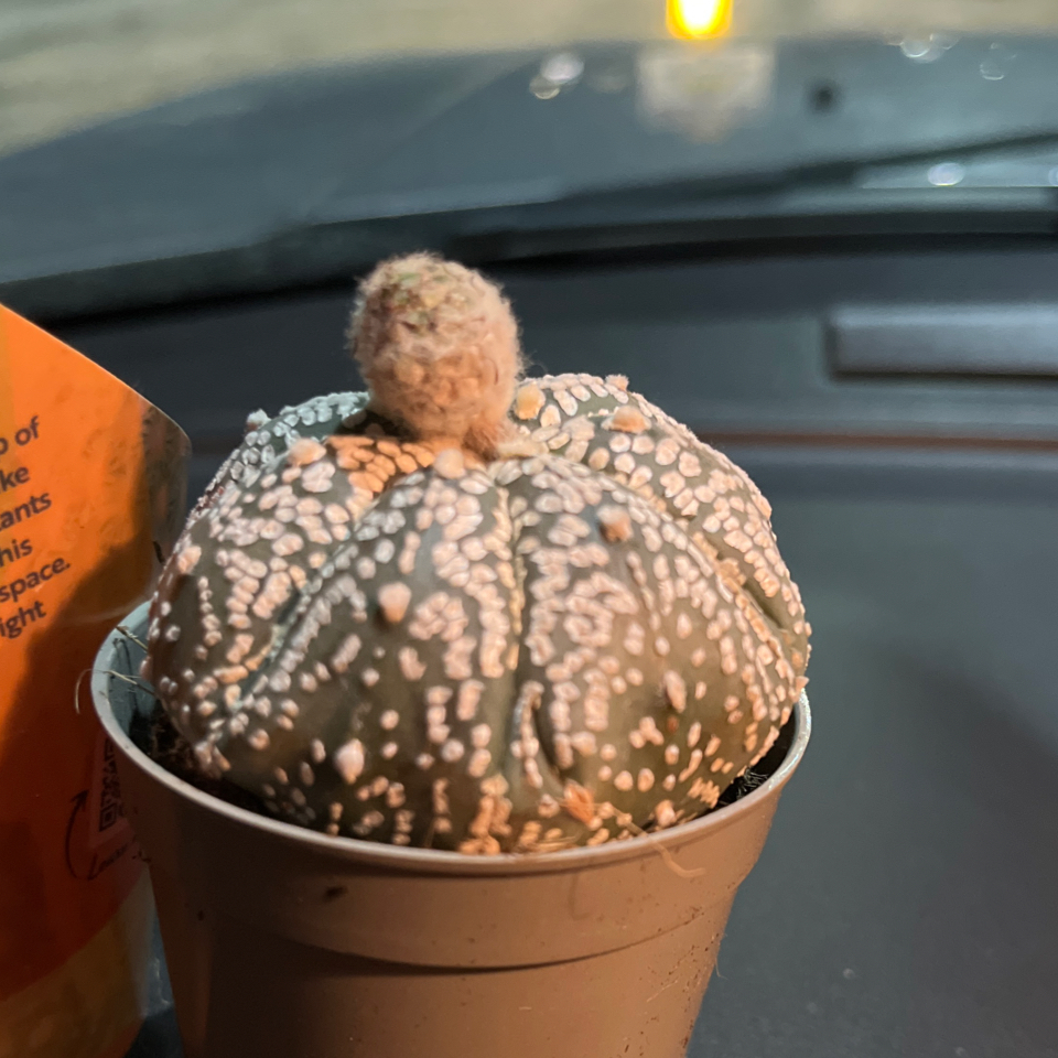 Photo of the plant species Naked Sea Urchin Cactus by @FreeTigerfern37 named Drake on Greg, the plant care app