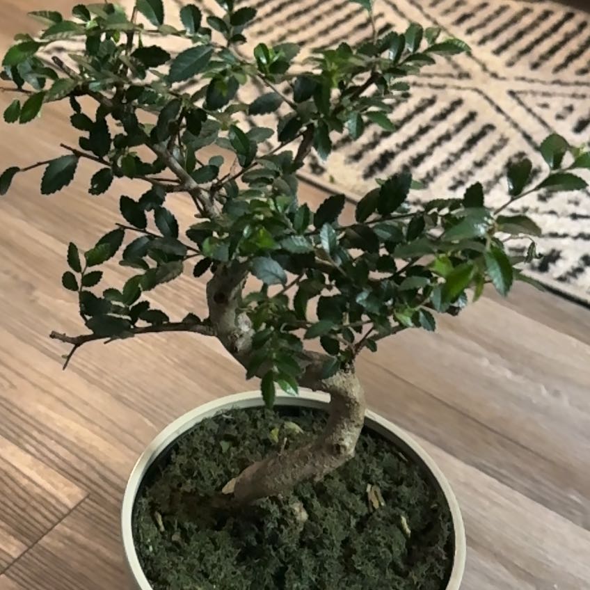 Photo of the plant species Bonsai Tree by @Inplantlove named Keanu Leaves on Greg, the plant care app