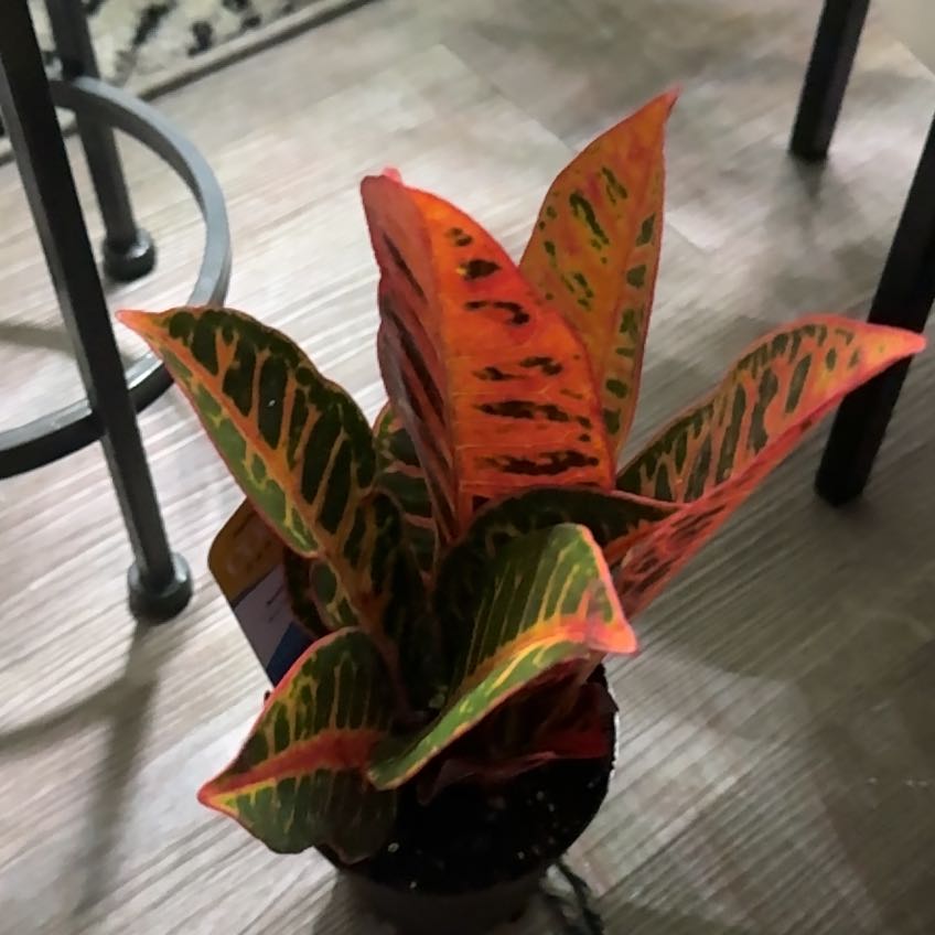 Photo of the plant species Batik Croton by @Inplantlove named Drago on Greg, the plant care app