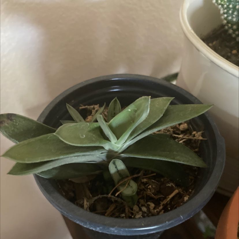 Gasteria 'Little Warty' plant in a small pot with visible soil, well-framed and in focus.