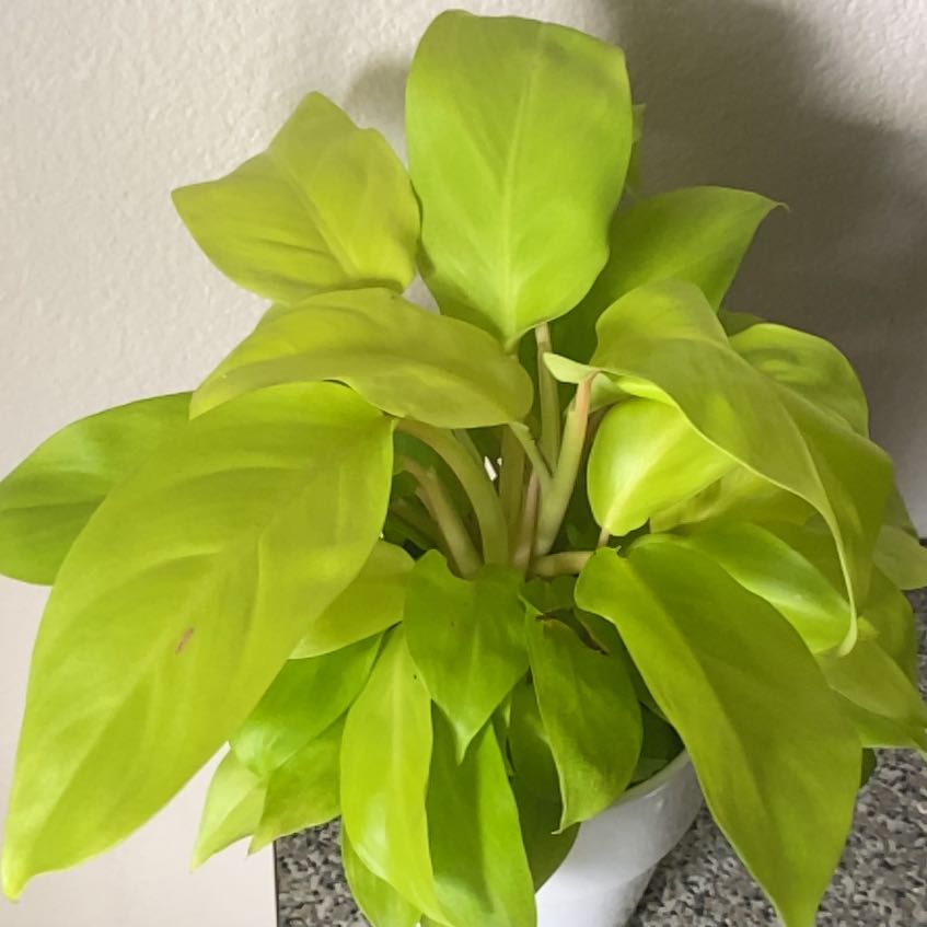 Philodendron 'Moonlight' plant with vibrant, light green leaves in a white pot.