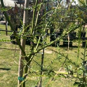Photo of the plant species Palo Verde by @dorothyyelizabeth named Coco on Greg, the plant care app