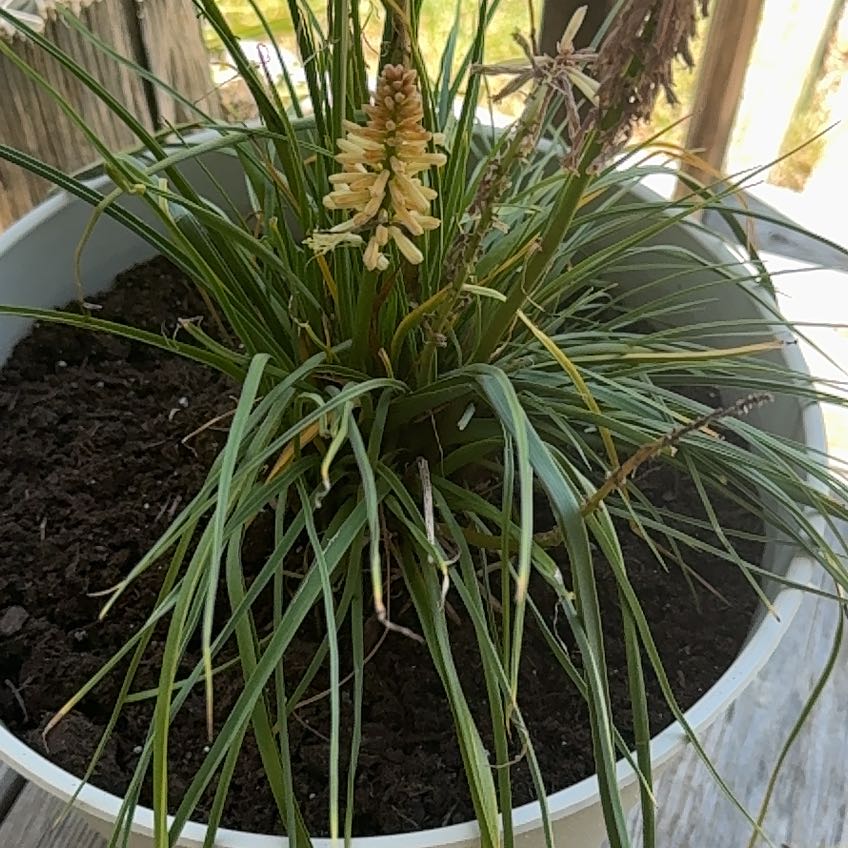 Photo of the plant species Red Hot Poker by @dorothyyelizabeth named Sir Plancelot on Greg, the plant care app