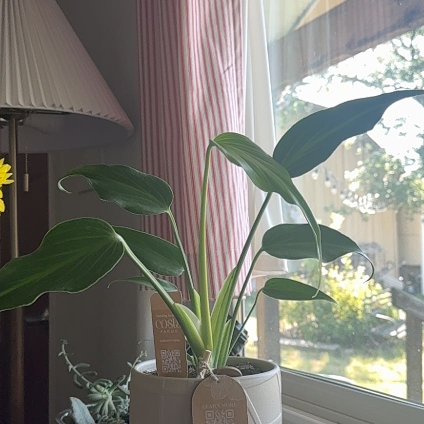 Photo of the plant species Monstera Burle Marx Flame by @dorothyyelizabeth named Lola on Greg, the plant care app