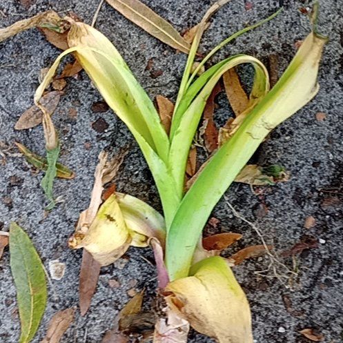 Photo of the plant species Cape-Lily by @SultryDisphyma named Sigmund on Greg, the plant care app