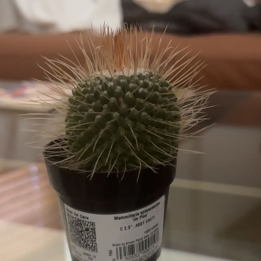 Photo of the plant species Mammillaria spinosissima 'Un Pico' by @NativeChayote33 named Scarlett on Greg, the plant care app