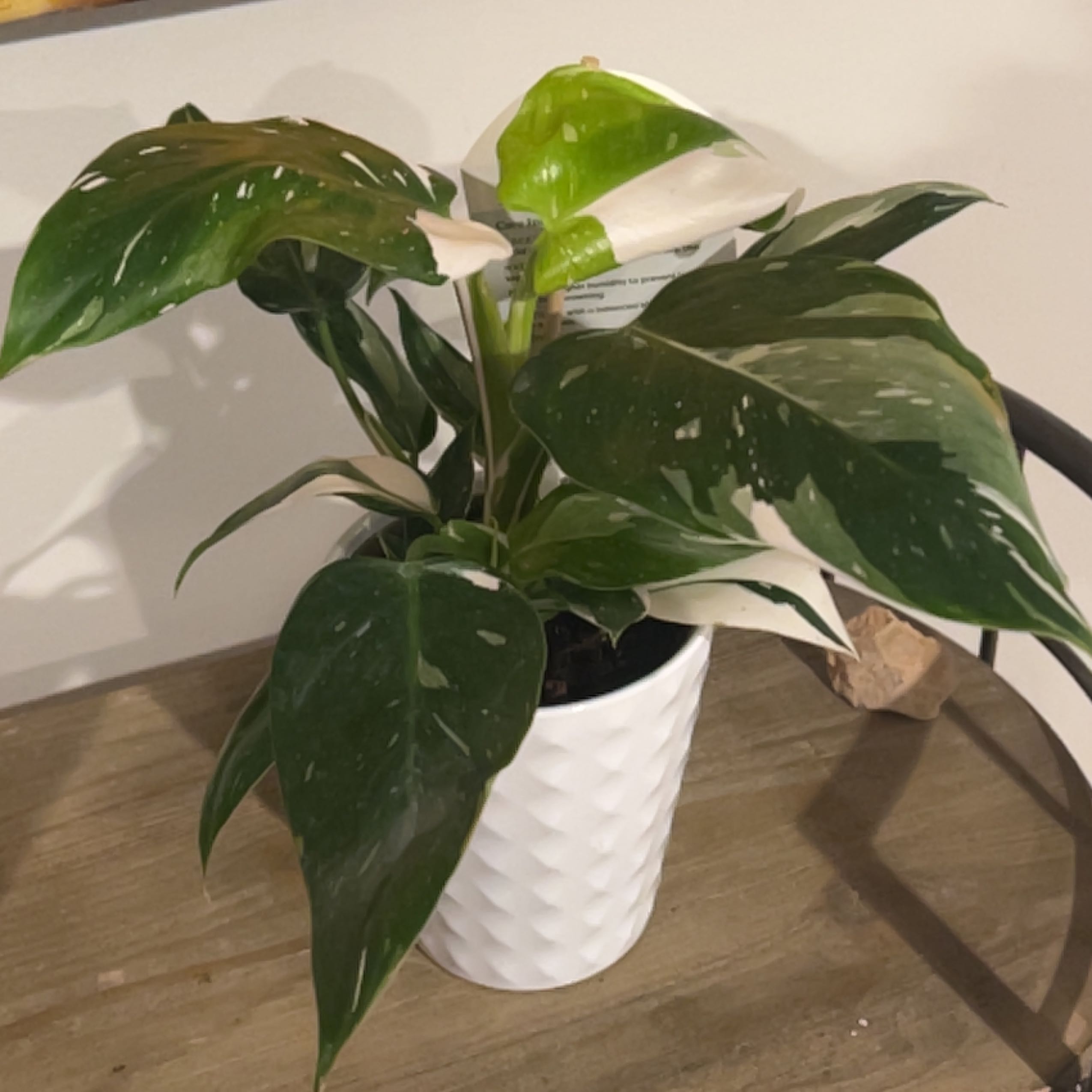 Photo of the plant species Philodendron Hybrid by @WannaBPlantMa named Gandalf on Greg, the plant care app