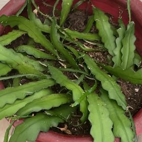 Photo of the plant species Ric Rac Cactus by @SalientGrass33 named Harper on Greg, the plant care app