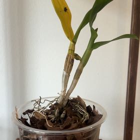 Photo of the plant species Bamboo Orchid by @FirstMakura37 named Keanu Leaves on Greg, the plant care app