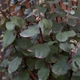 Photo of the plant species Quince by @PeachyTawapou91 named Captain Plant-it on Greg, the plant care app