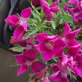 Photo of the plant species Lindley's Clarkia by @MasterMullein named Achilles on Greg, the plant care app