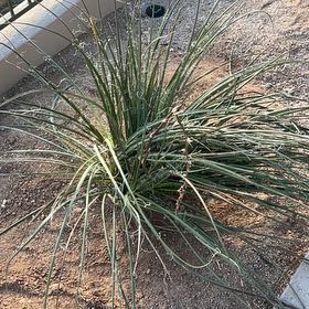Photo of the plant species Slipper Plant by @JampackedEncina named Khaleesi on Greg, the plant care app