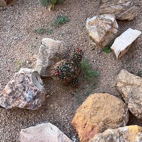 Photo of the plant species Coast Barrel Cactus by @JampackedEncina named Bigleef Smalls on Greg, the plant care app