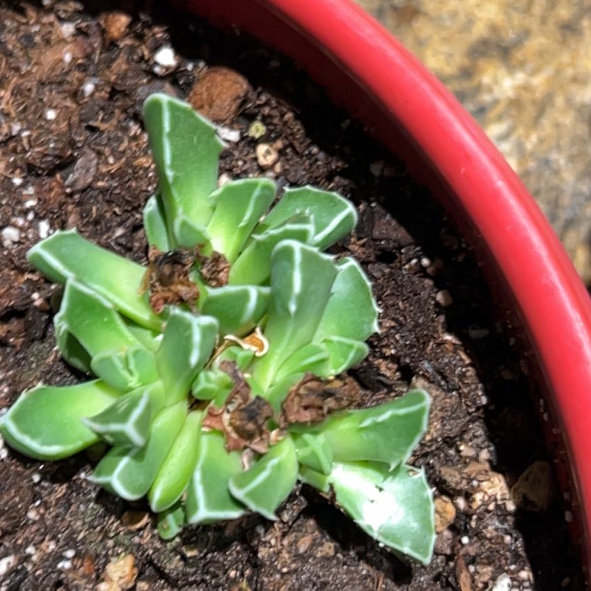 Photo of the plant species Bristly Aloinopsis by @JampackedEncina named Orlando Bloom on Greg, the plant care app
