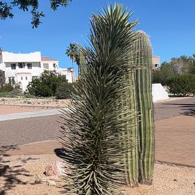 Photo of the plant species Joshua Tree by @JampackedEncina named Emerson on Greg, the plant care app