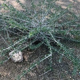 Plant care for Fouquieria fasciculata on Greg, the plant care app