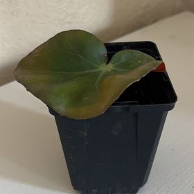 Photo of the plant species Beefsteak Begonia by @FreeCornbind96 named Cleopatra on Greg, the plant care app