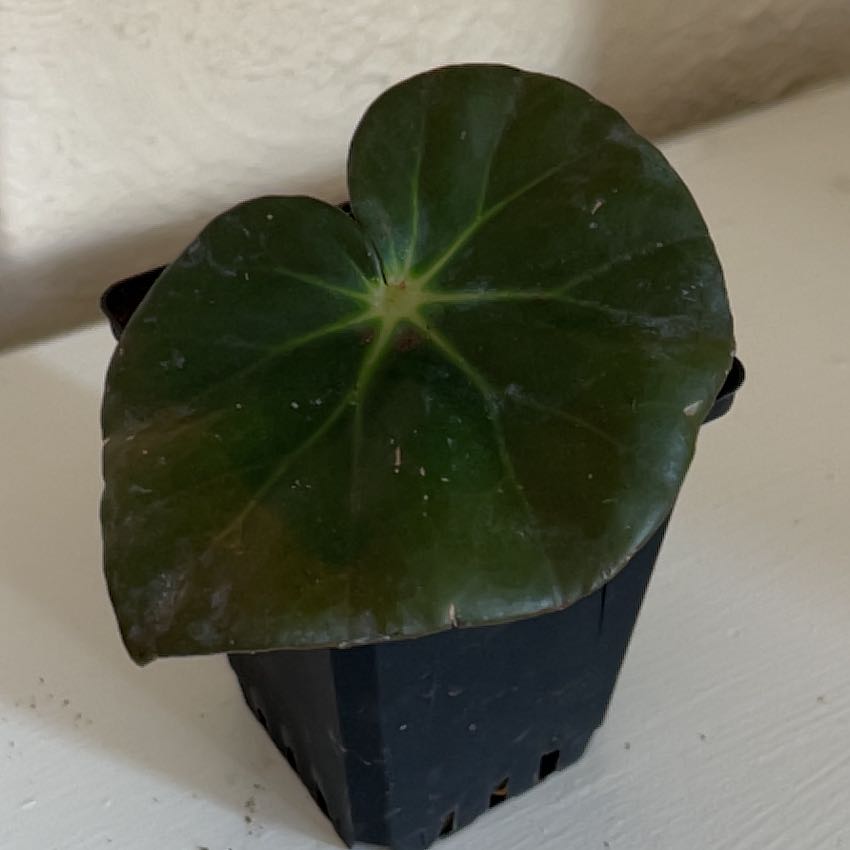 Photo of the plant species Beefsteak Begonia by @FreeCornbind96 named Treeyoncé on Greg, the plant care app