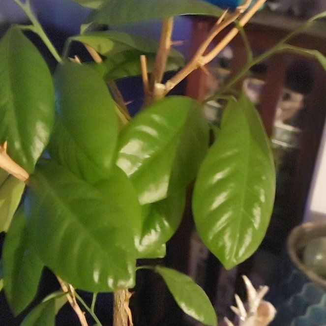 Photo of the plant species Orange Tree by @YardJellycup95 named Sol on Greg, the plant care app