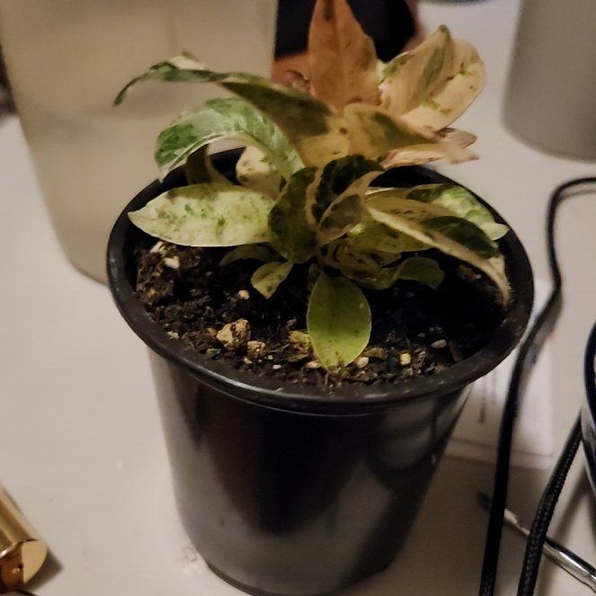 Photo of the plant species shivereana moonshine by @BenignantIvy85 named Gobi on Greg, the plant care app