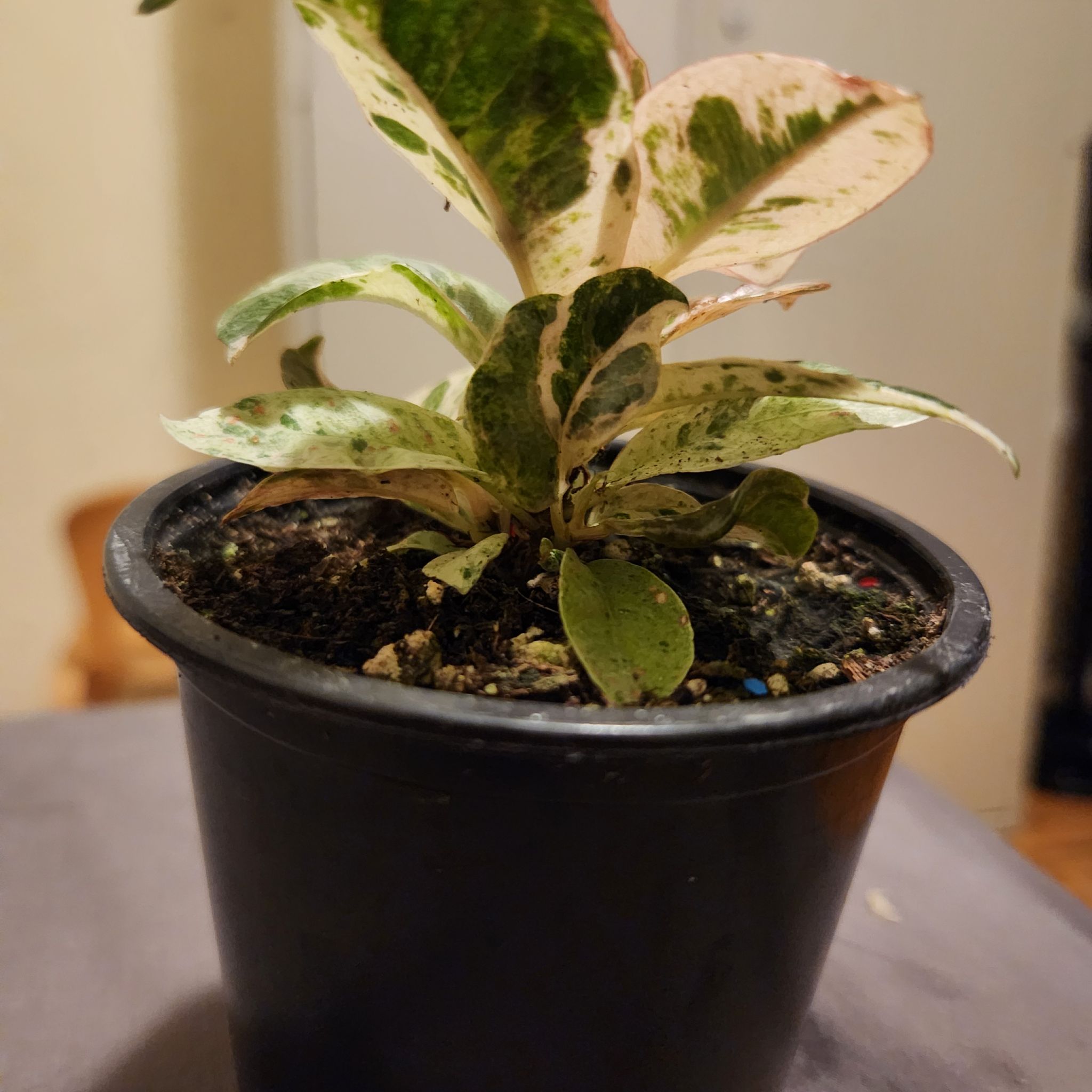 Photo of the plant species shivereana moonshine by @BenignantIvy85 named Mando on Greg, the plant care app