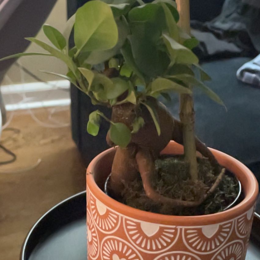 Photo of the plant species Bonsai by @RadMostii46 named Fernie Saunders on Greg, the plant care app