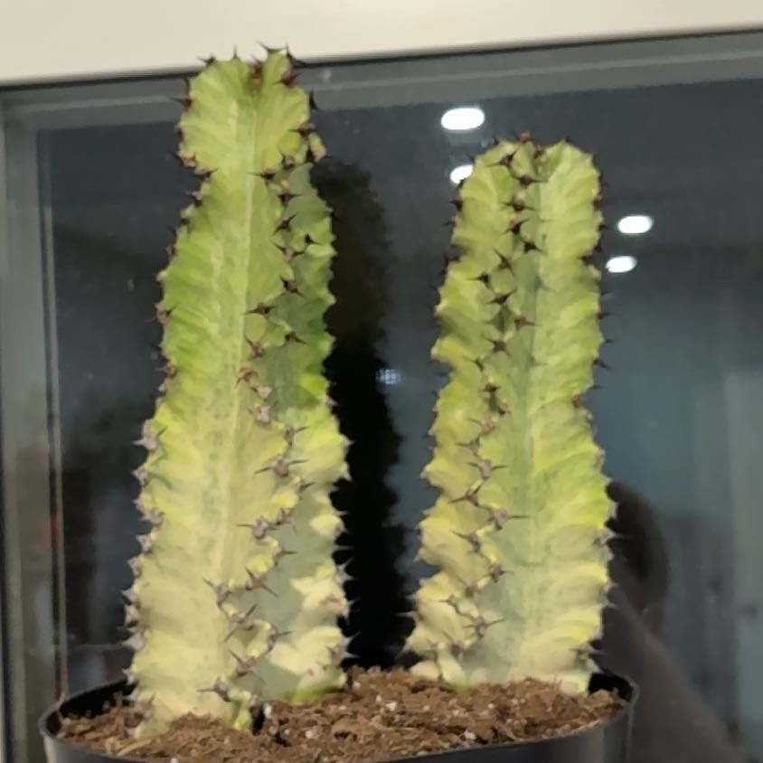 Photo of the plant species African Golden Candelabra by @YesTurkshead37 named Zion on Greg, the plant care app