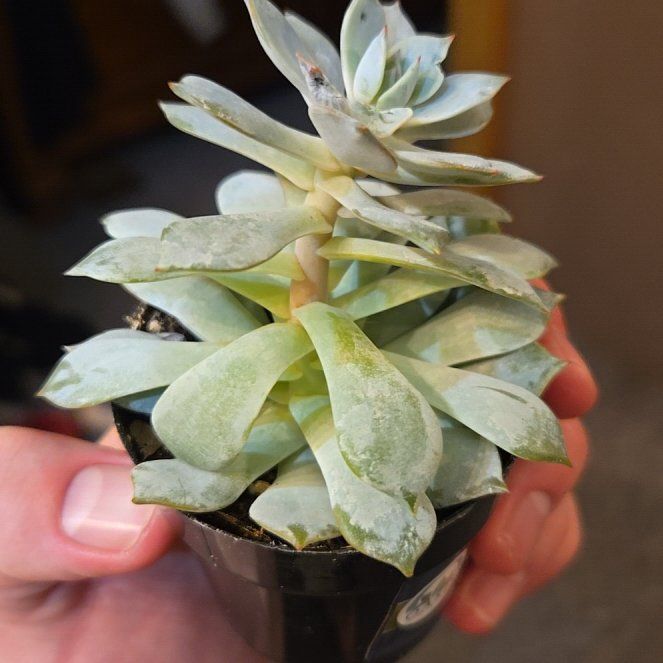 Photo of the plant species Peacock Echeveria by @JollyPunanova84 named Queen on Greg, the plant care app