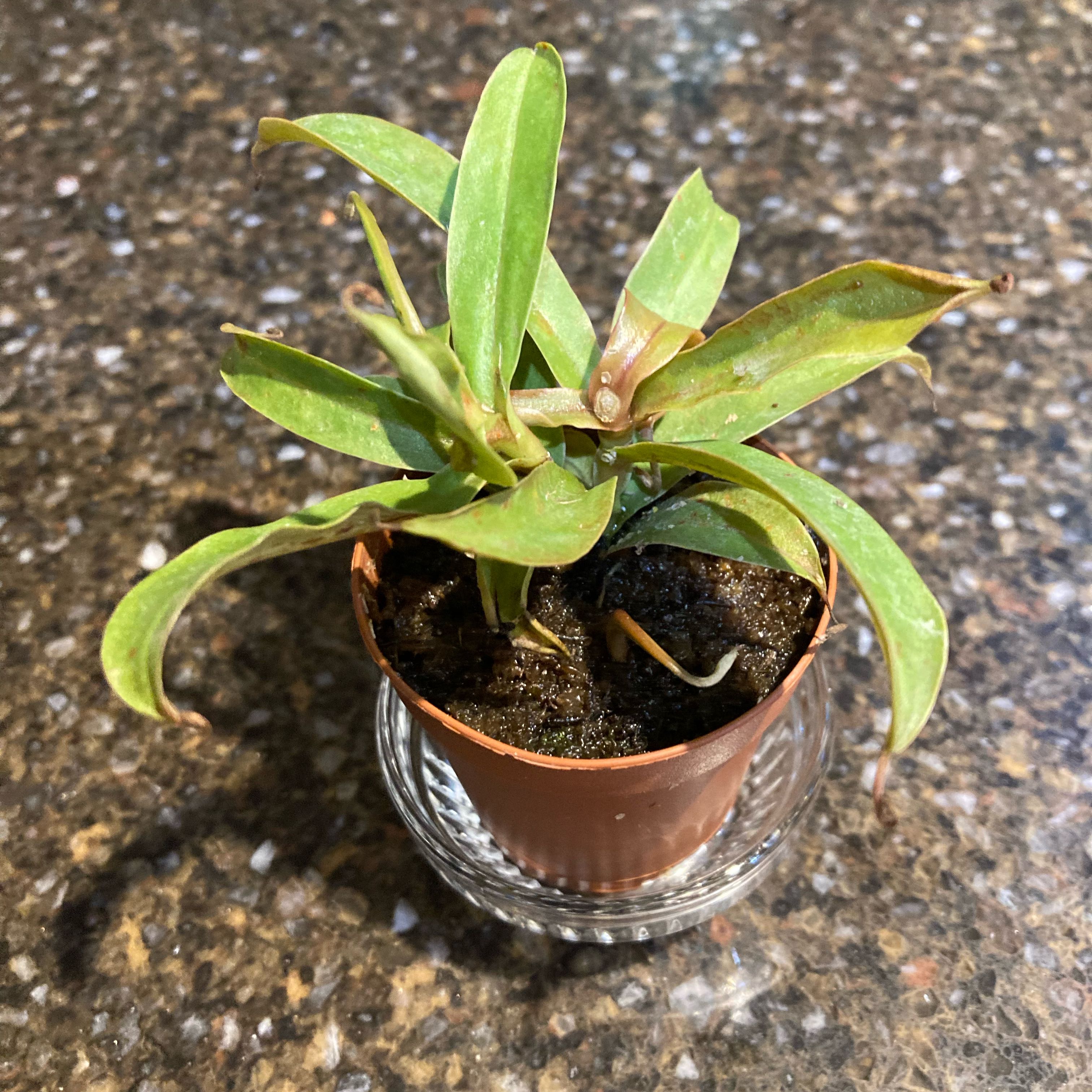 Photo of the plant species Nepenthes Mirabilis by @InFeRnOGoddess named Einstein on Greg, the plant care app