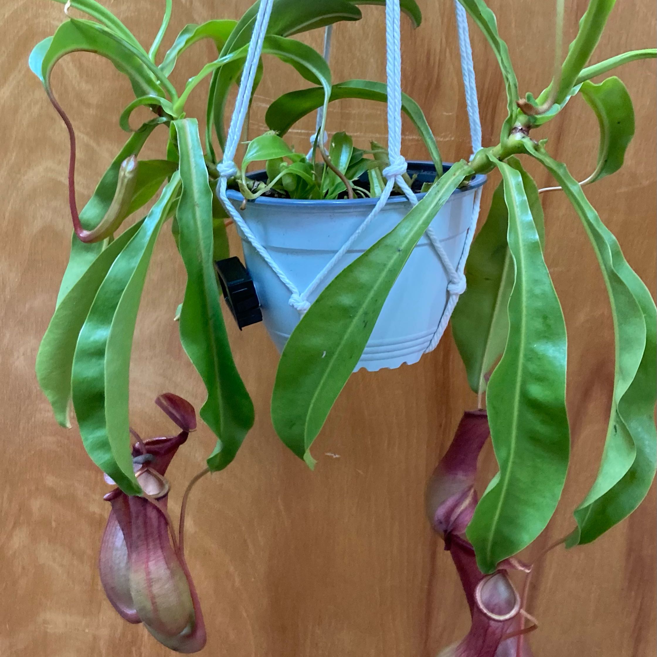 Photo of the plant species Nepenthes Alata by @InFeRnOGoddess named Plantera on Greg, the plant care app