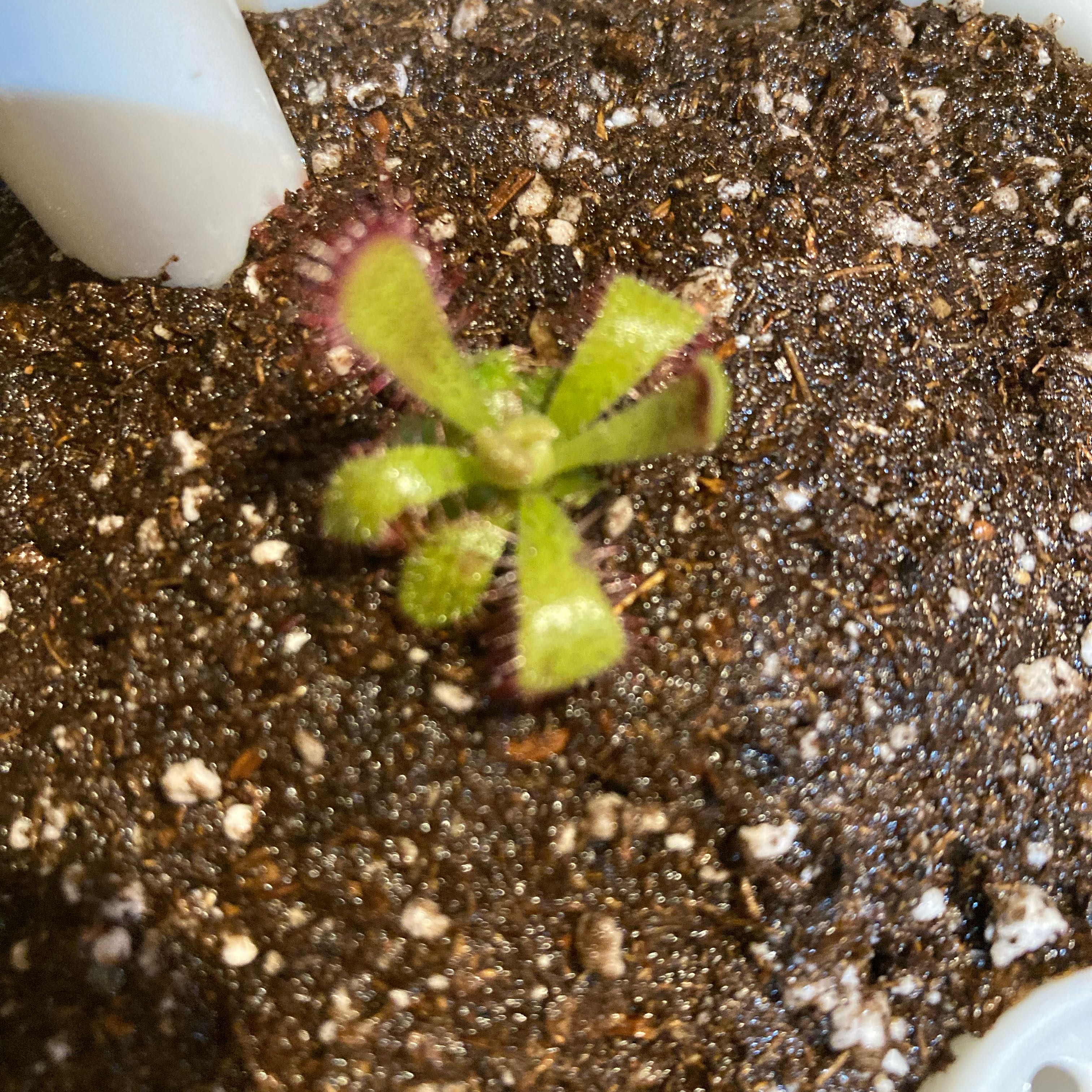 Photo of the plant species Admirable Sundew by @InFeRnOGoddess named Admiral Plum on Greg, the plant care app