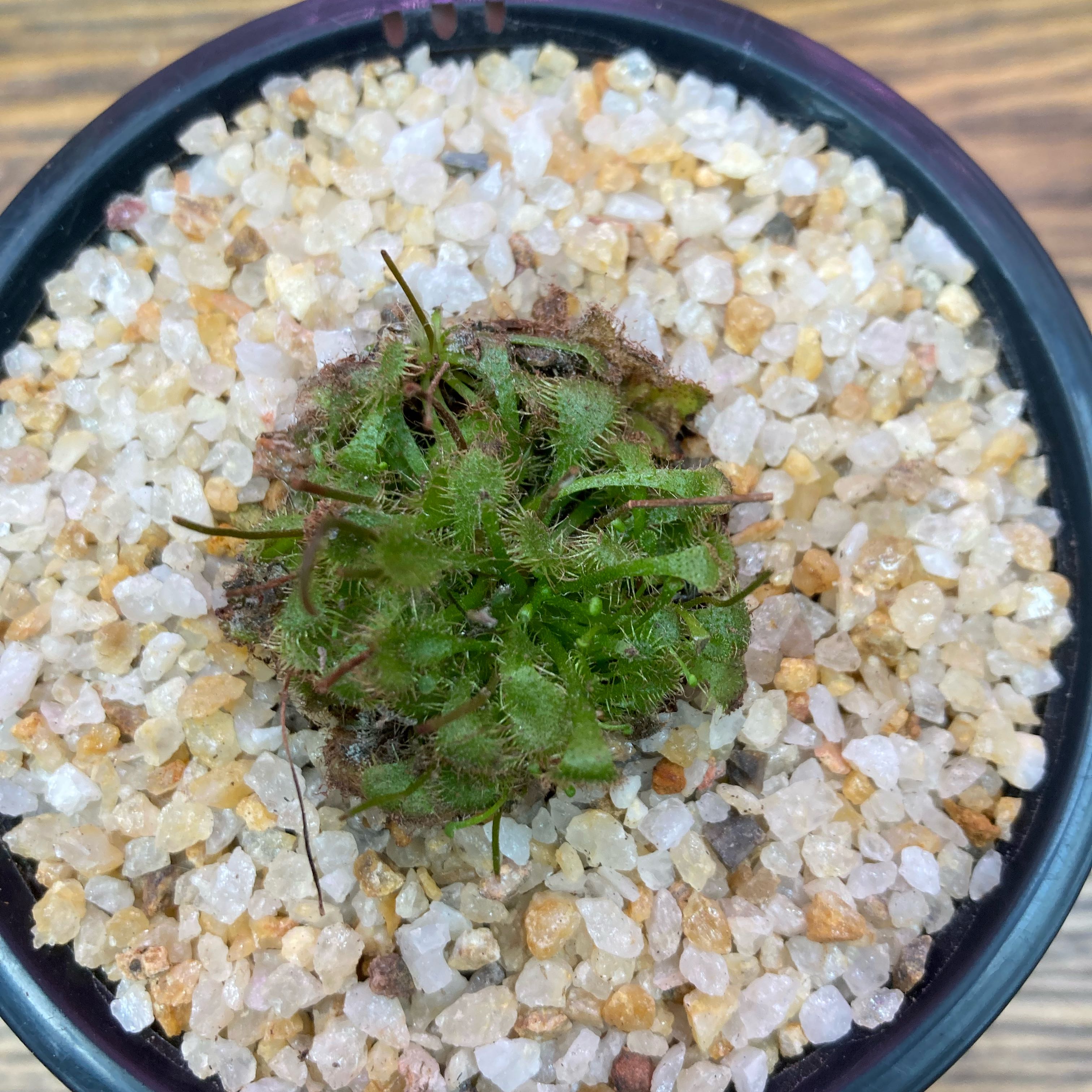 Photo of the plant species Australian Sundew by @InFeRnOGoddess named Plant from Down Under on Greg, the plant care app
