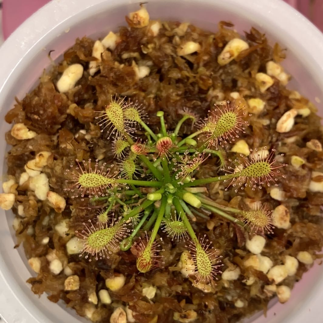 Photo of the plant species Oblong-Leaved Sundew by @InFeRnOGoddess named Oblongdo Bloom on Greg, the plant care app