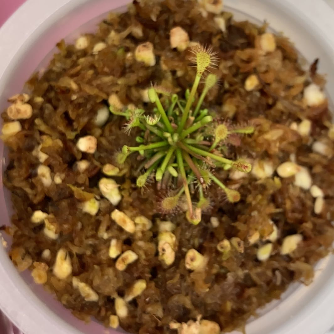 Photo of the plant species Oblong-Leaved Sundew by @InFeRnOGoddess named Lovellae on Greg, the plant care app